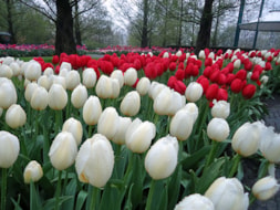 Keukenhof (50)